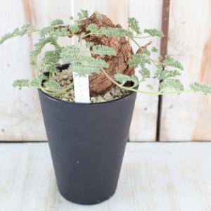 多肉植物 caペラルゴニウム トリステ 現品販売 1126-03 4号鉢 多肉植物 コーデックス