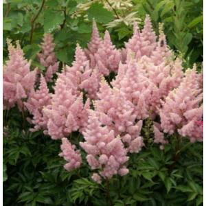 宿根草アスチルベ 花の苗 の商品一覧 苗 花 ガーデニング 通販 Yahoo ショッピング