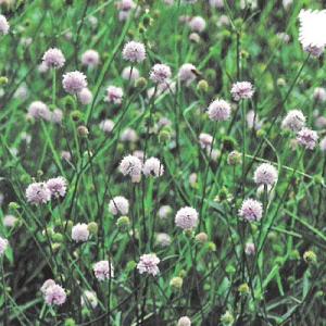 宿根草の咲く庭 サクシセラ 苗 フロステッドパールス 9cmポット 多年草 ガーデニング 花苗 宿根...