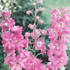 デルフィニューム ピンクの商品一覧 通販 Yahoo ショッピング