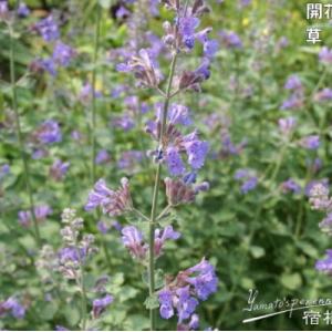 ジャイアントフラワー 販売の商品一覧 通販 Yahoo ショッピング