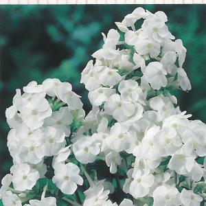 宿根フロックス 花の苗 の商品一覧 苗 花 ガーデニング 通販 Yahoo ショッピング