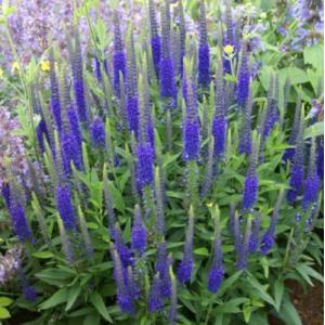 フラワーネット日本花キ流通 宿根草の咲く庭シリーズ 宿根草 Yahoo ショッピング