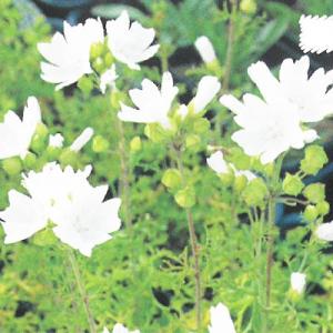 宿根草の咲く庭 マルバ 苗  モスカータアルバ 9cmポット ジャコウアオイ 多年草 ガーデニング ...