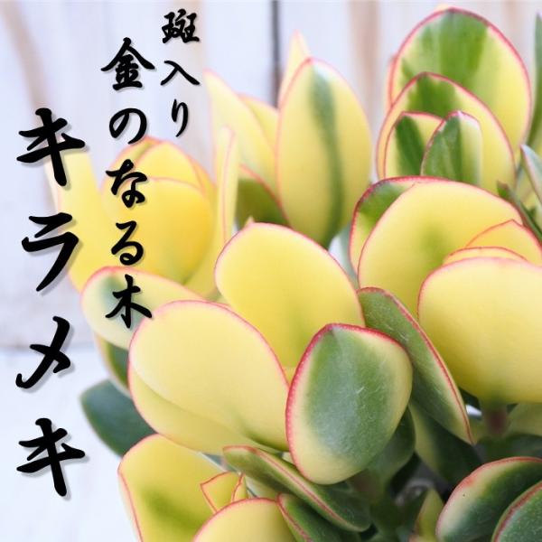 斑入り 金のなる木 キラメキ 5号鉢 花月 カゲツ 多肉植物 ギフト プレゼント 鉢植え 鉢花