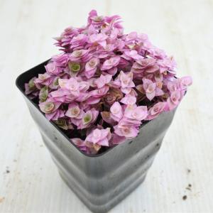 観葉植物 お部屋でかんたん 桃色カリシア 3....の詳細画像2