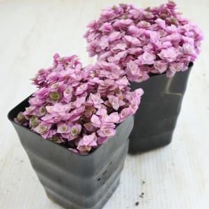 観葉植物 お部屋でかんたん 桃色カリシア 3....の詳細画像3