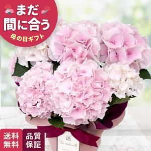 母の日 ギフト 花 アジサイ コットンキャンディー 5号鉢 送料無料 母の日 プレゼント 鉢植え あじさい 紫陽花 日本花キ流通