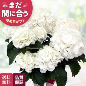 母の日 ギフト アジサイ シュガーホワイト 5号...の商品画像