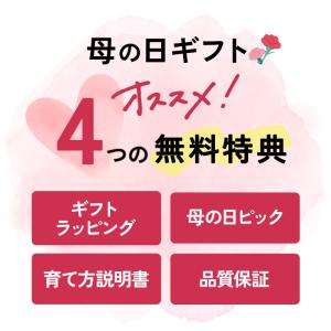 母の日 ギフト アジサイ シュガーホワイト 5...の詳細画像2