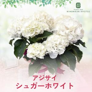 母の日 ギフト アジサイ シュガーホワイト 5...の詳細画像3