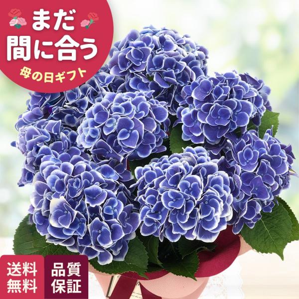 爆買 母の日 ギフト 花 アジサイ チボリブルー 5号鉢 早割 送料無料 母の日 プレゼント 鉢植え...