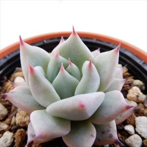 多肉植物　エケベリア　ザラゴーサspノバ　優木園さん苗　カット苗　微根あり 19701_2.jpg