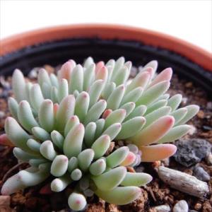 日本花キ流通 多肉植物 hmカランコエ 福兎耳 雪だるま 多肉植物