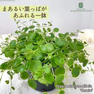 観葉植物 ペペロミア ジェミニ 9cmポット 観葉植物 小型 小さい 室内 贈り物 プレゼント インテリア おしゃれ