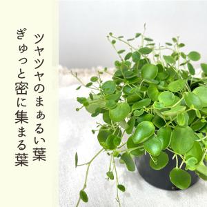 観葉植物 ペペロミア ジェミニ 9cmポット ...の詳細画像1