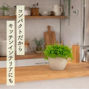 観葉植物 ペペロミア ジェミニ 9cmポット ...の詳細画像2