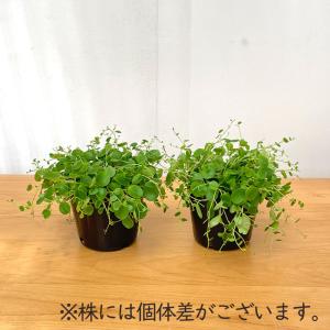 観葉植物 ペペロミア ジェミニ 9cmポット ...の詳細画像3
