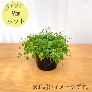 観葉植物 ペペロミア ジェミニ 9cmポット ...の詳細画像4