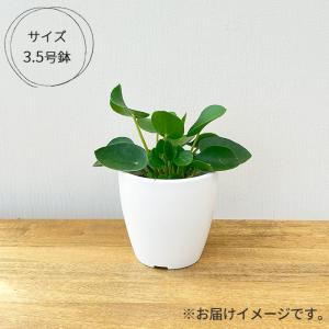 観葉植物 cot ピレア ペペロミオイデス 3...の詳細画像3