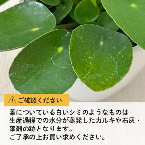 観葉植物 cot ピレア ペペロミオイデス 3...の詳細画像4