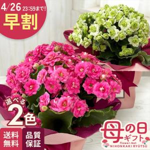 ＼ 早割 ／ 母の日 プレゼント 選べる カランコエ 4号鉢 送料無料 母の日ギフト 花 鉢植え best 日本花キ流通