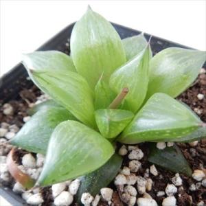 多肉植物 miハオルチア 氷砂糖 多肉植物 ハオルチア 7.5cmポット