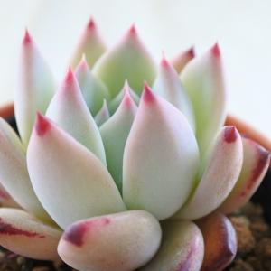 多肉植物 oriミックスベリア No.026 ブルーベリームーン おらいさん苗