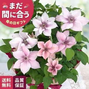 母の日 ギフト 花 クレマチス ピンクファンタジー 6号鉢 送料無料 母の日 プレゼント 鉢植え 日本花キ流通