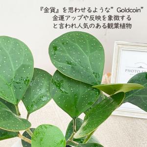観葉植物 フィカス ゴールドコイン ゴムの木 ...の詳細画像1