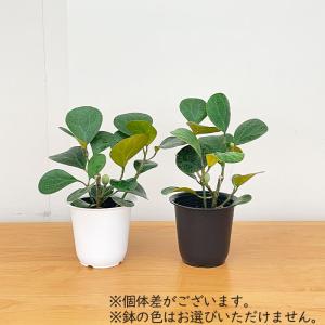 観葉植物 フィカス ゴールドコイン ゴムの木 ...の詳細画像2