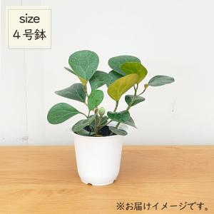 観葉植物 フィカス ゴールドコイン ゴムの木 ...の詳細画像3