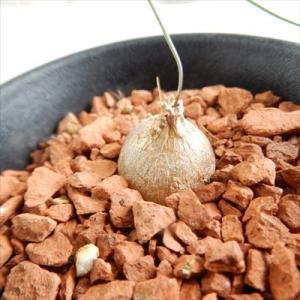 多肉植物 sdシゾバシス イントリカータ 多肉植...の商品画像