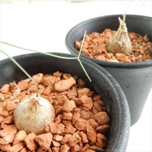 多肉植物 sdシゾバシス イントリカータ 多肉...の詳細画像1