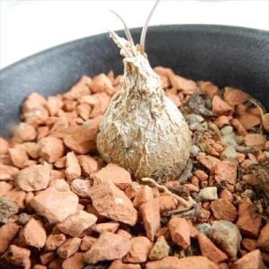 多肉植物 sdシゾバシス イントリカータ 多肉...の詳細画像2
