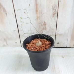 多肉植物 sdシゾバシス イントリカータ 多肉...の詳細画像3