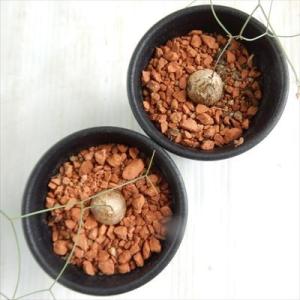多肉植物 sdシゾバシス イントリカータ 多肉...の詳細画像4