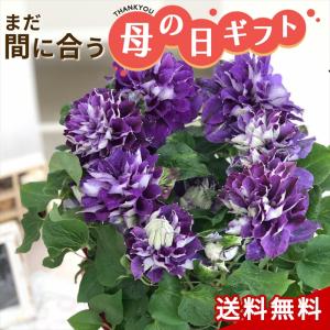 生花 花種類 クレマチス 花 ガーデニング 通販 Yahoo ショッピング