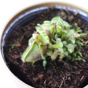 不思議な食虫植物 セファロタス 食虫植物 フク...の詳細画像1