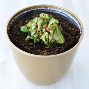 不思議な食虫植物 セファロタス 食虫植物 フク...の詳細画像2