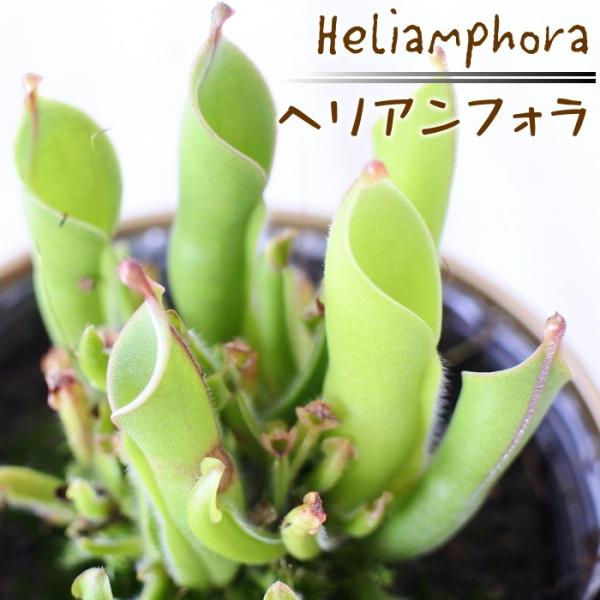 不思議な食虫植物 ヘリアンフォラ 食虫植物 3.5号鉢 dsy