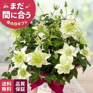 母の日 ギフト 花 クレマチス 白万重 5号鉢 早割 送料無料 母の日 プレゼント 鉢植え 日本花キ流通