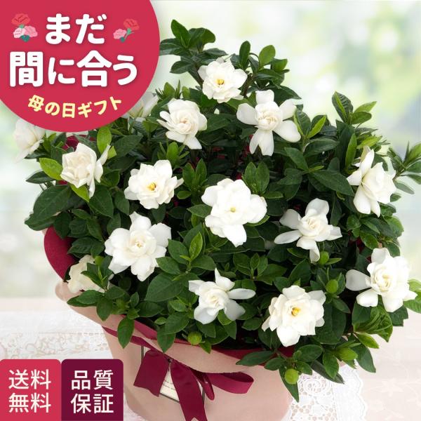 爆買 母の日 ギフト 花 八重咲き クチナシ 5号鉢 早割 送料無料 母の日 プレゼント 鉢植え b...