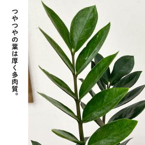 予約販売 観葉植物 ザミオクルカス ザミーフォ...の詳細画像1