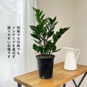 予約販売 観葉植物 ザミオクルカス ザミーフォ...の詳細画像2