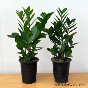 予約販売 観葉植物 ザミオクルカス ザミーフォ...の詳細画像3