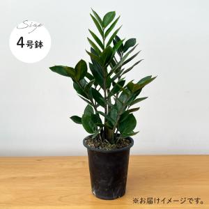 予約販売 観葉植物 ザミオクルカス ザミーフォ...の詳細画像4