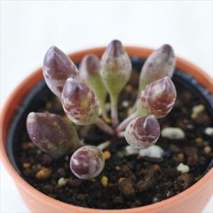日本花キ流通 多肉植物 caアガベ チタノタ スナグルトゥース 多肉植物