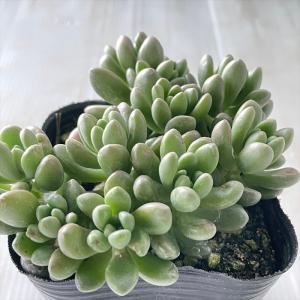 多肉植物　セダム　斑入りミモザ　20カット 日本花キ流通 多肉植物 sbセダム 斑入りミモザ 多肉植物 セダム 7.5cm