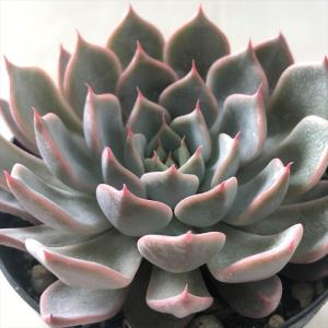 日本花キ流通 多肉植物 skエケベリア ドイツシャンペン 多肉植物